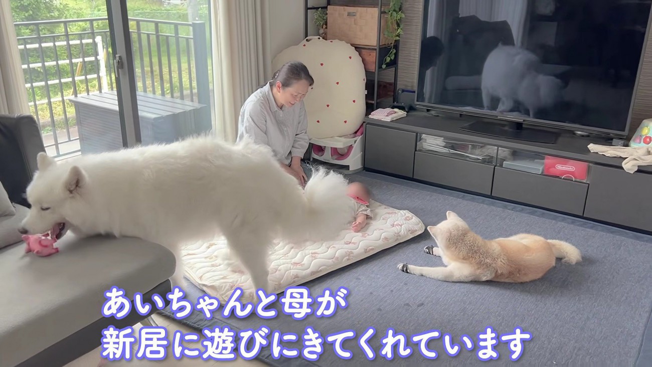 母と愛犬が遊びに来た