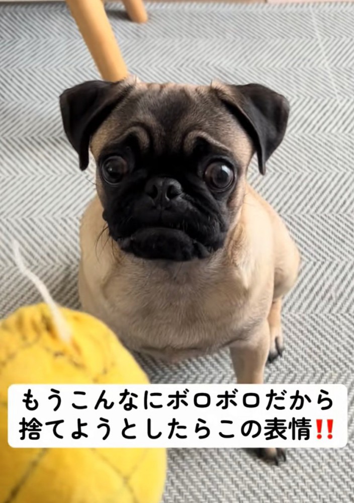 困り顔で見つめる犬