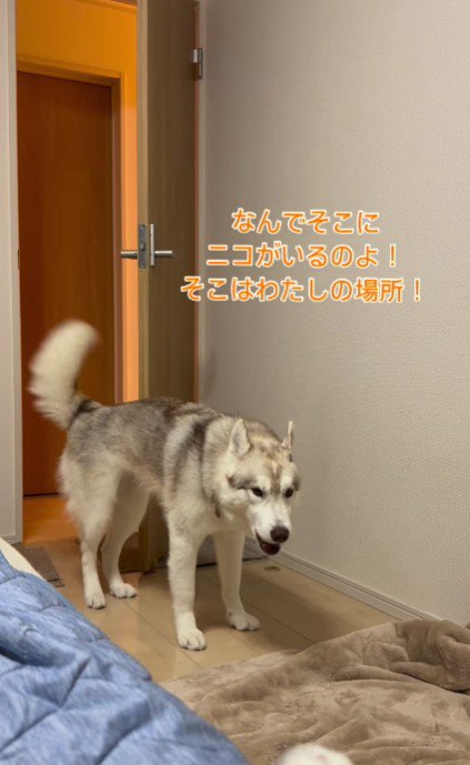 「なんでニコちゃんが！！」