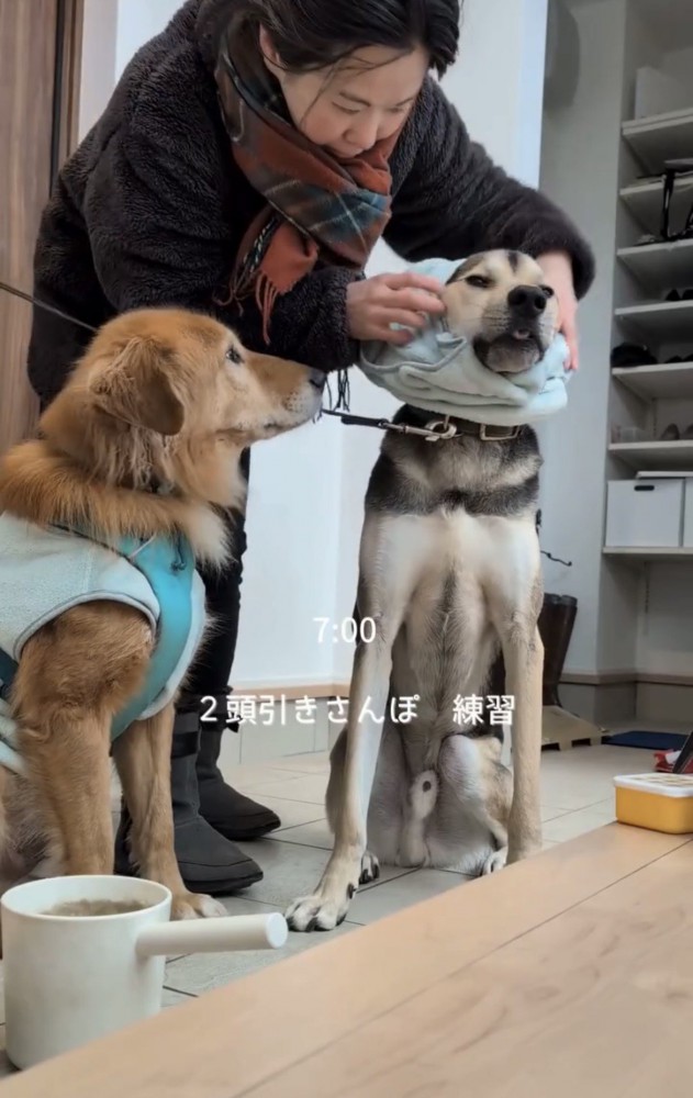 支度をしてもらう2匹の犬