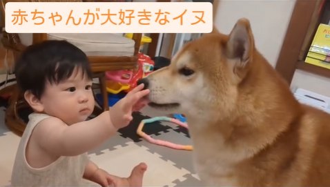 赤ちゃんと柴犬