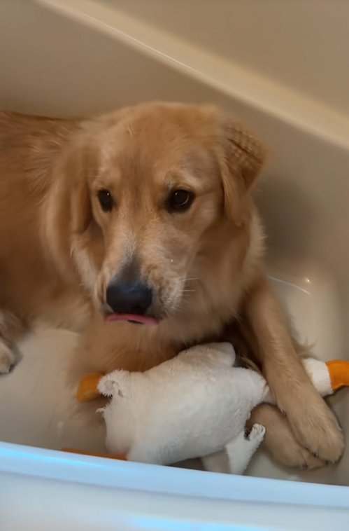 浴槽の中の大型犬