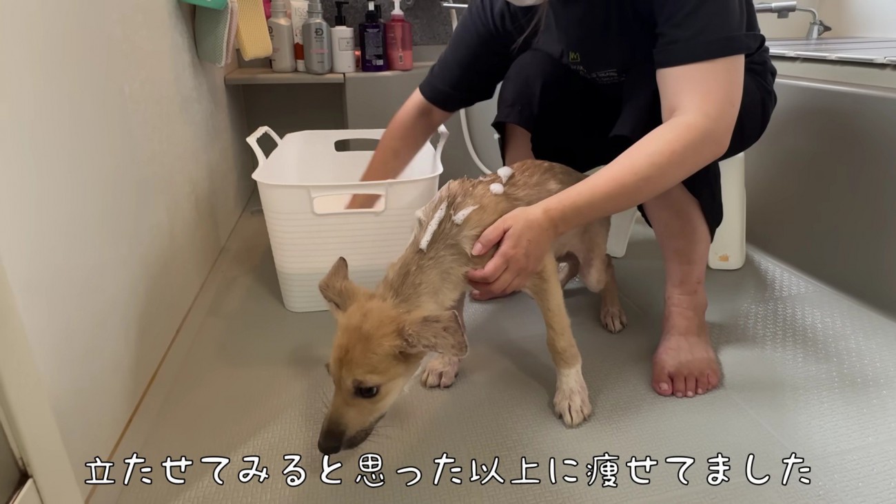 センちゃんは怖くてブルブル…