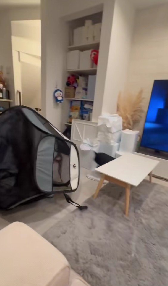 中にいたのはコーギーさん！！