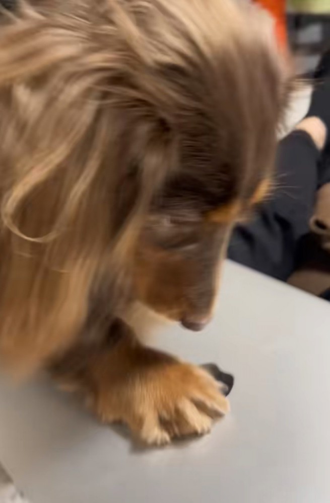 Appleマークを引っかく犬