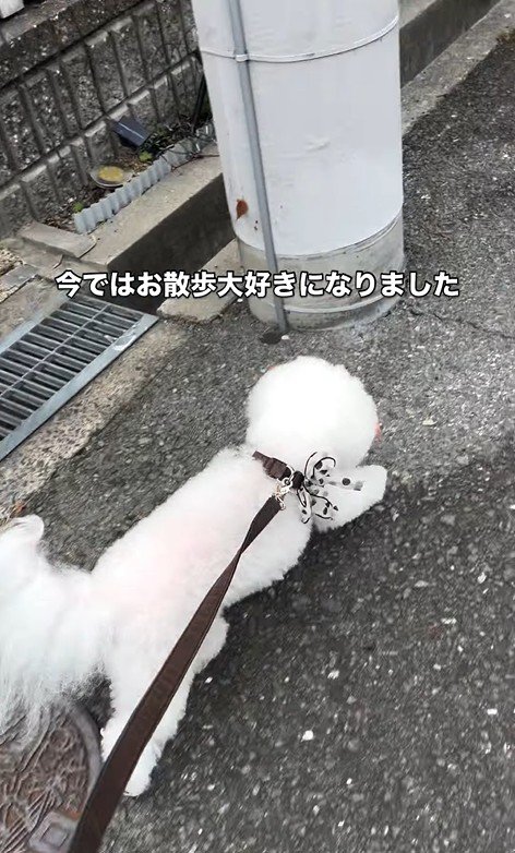 リリーちゃんの変化6