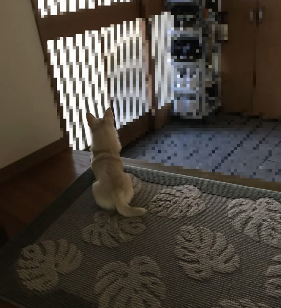 玄関の方を見つめる犬