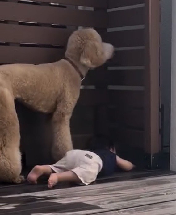 並んで外を見つめる男の子と犬