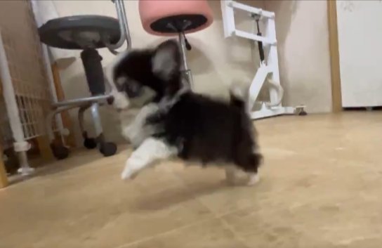 拙い