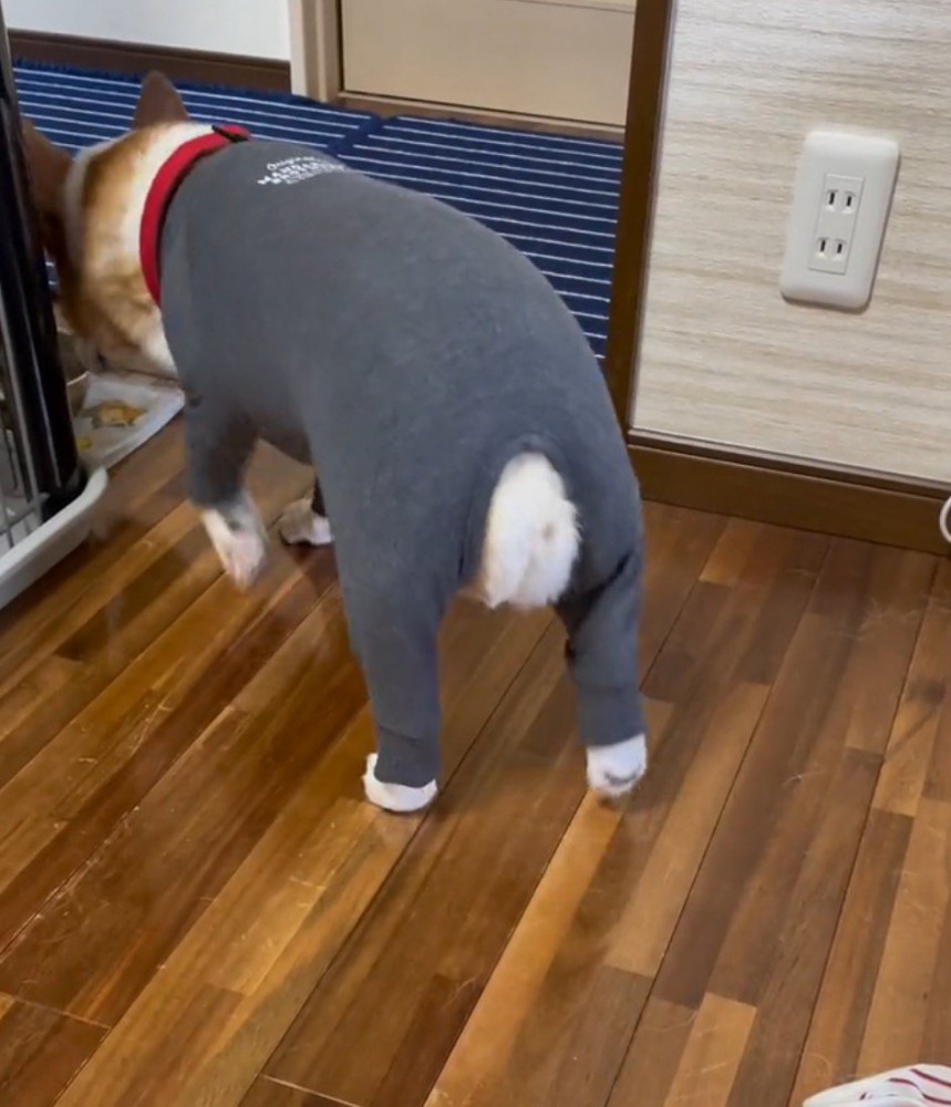 水入れの水を飲む犬