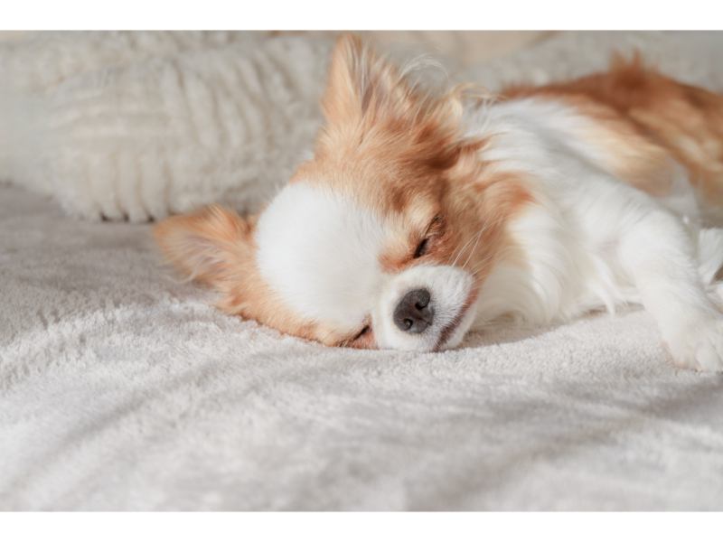 犬の寝相から分かる『性格』5選 寝姿に隠された愛犬の本音や判断する方法までご紹介