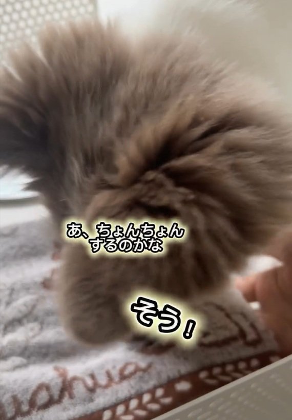 タオルで口を拭くピエナちゃん