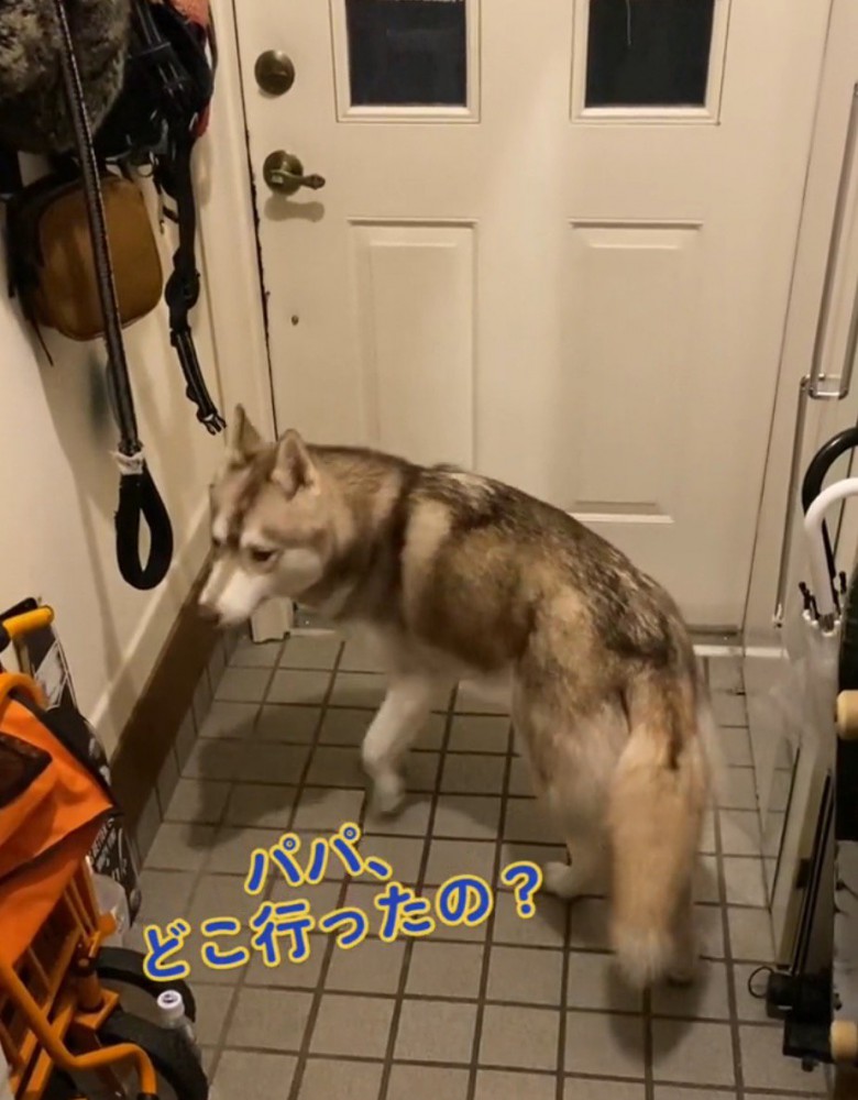 垂れ下がった犬のしっぽ