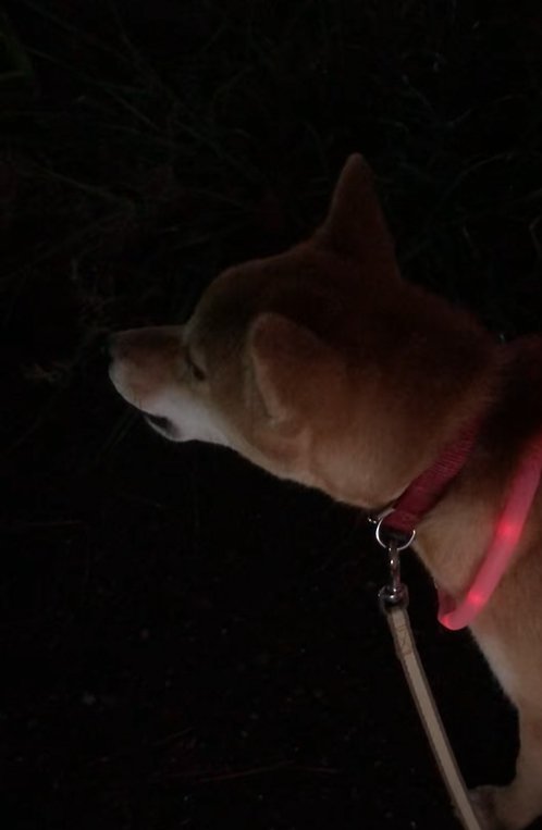 遠吠えする柴犬