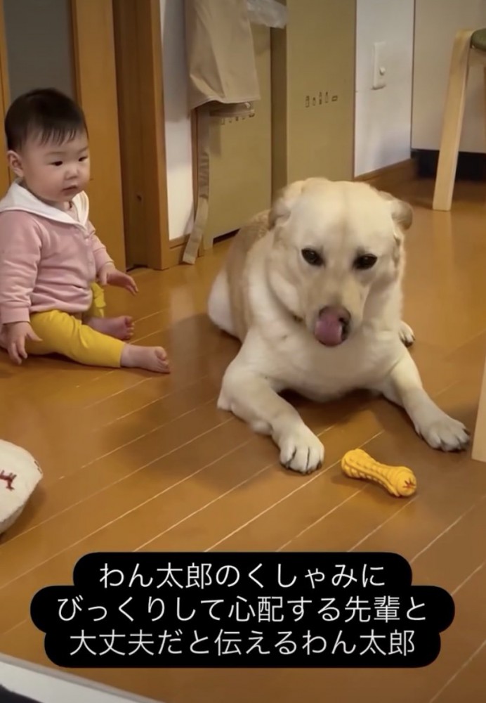 わん太郎くんの顔をじーっ…