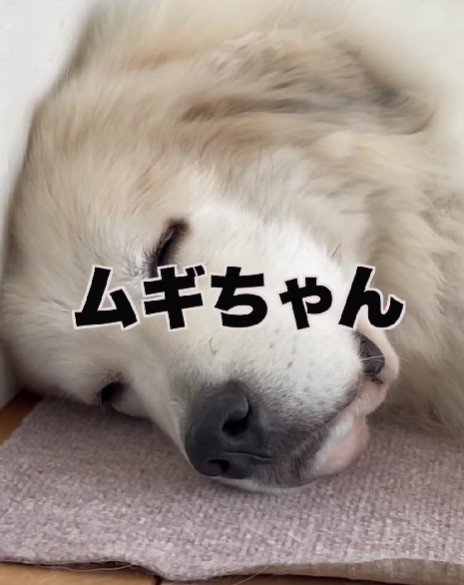 名前を呼んでも反応しない