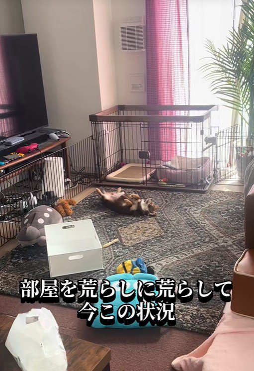 ニエルちゃんはどこ…？