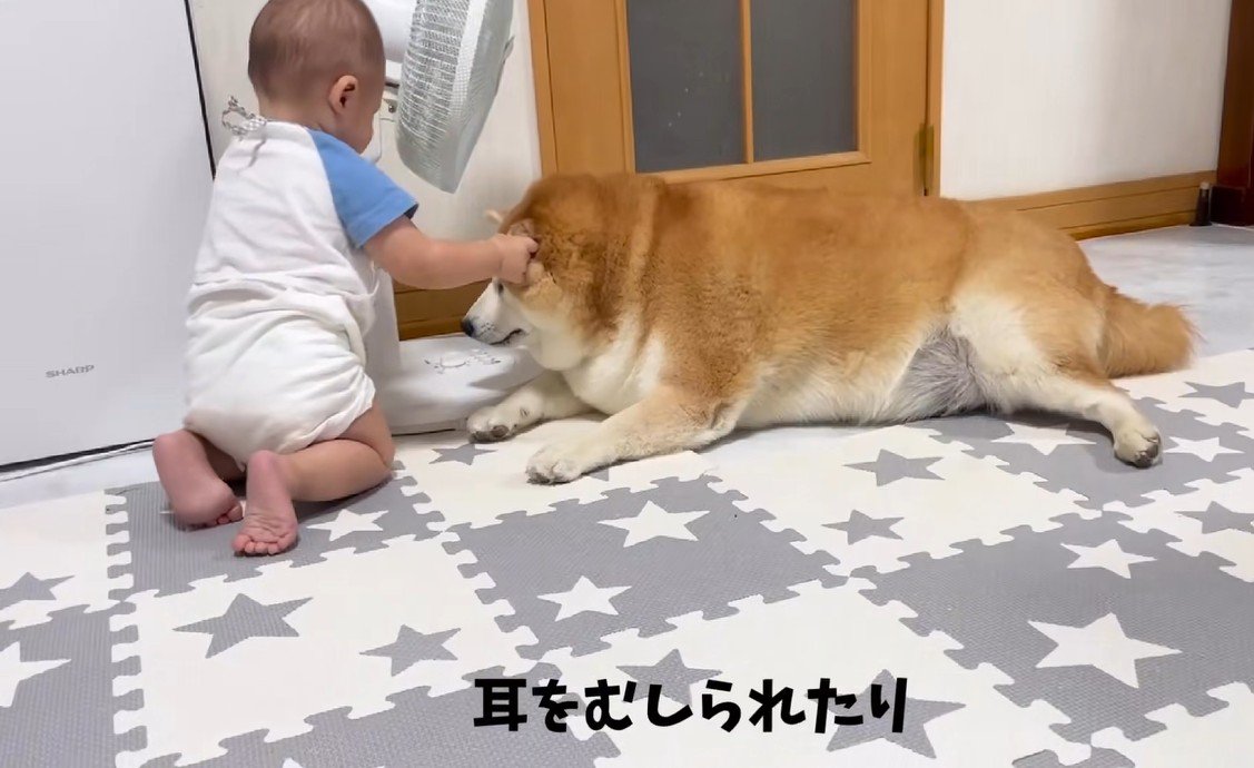 赤ちゃんと柴雄くんと茶太郎くん6