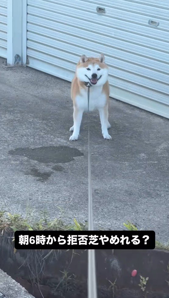 笑顔で飼い主を見つめる犬