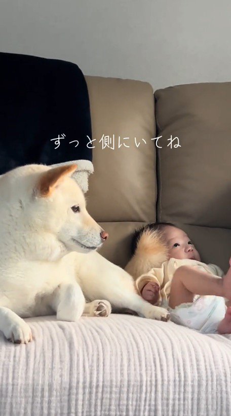 ソファの上で赤ちゃんとくつろぐ白い犬