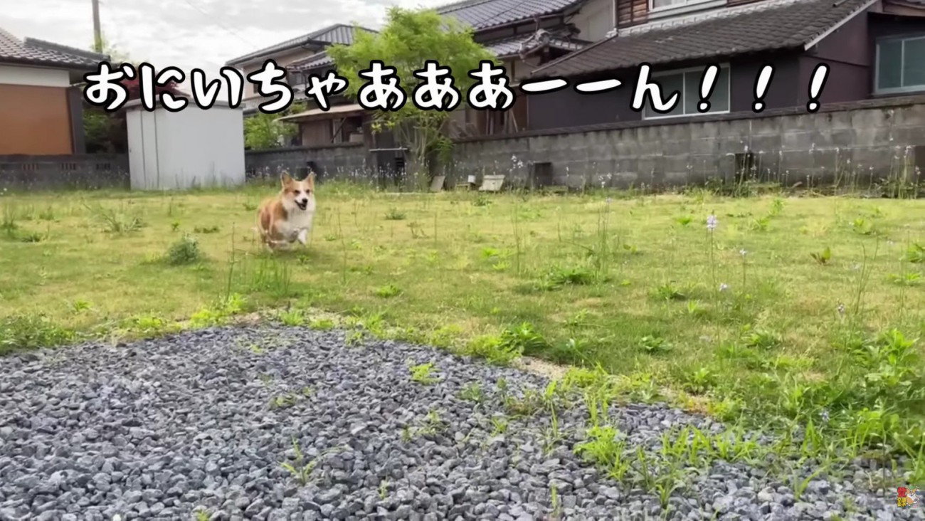 お兄ちゃんを追って庭を疾走