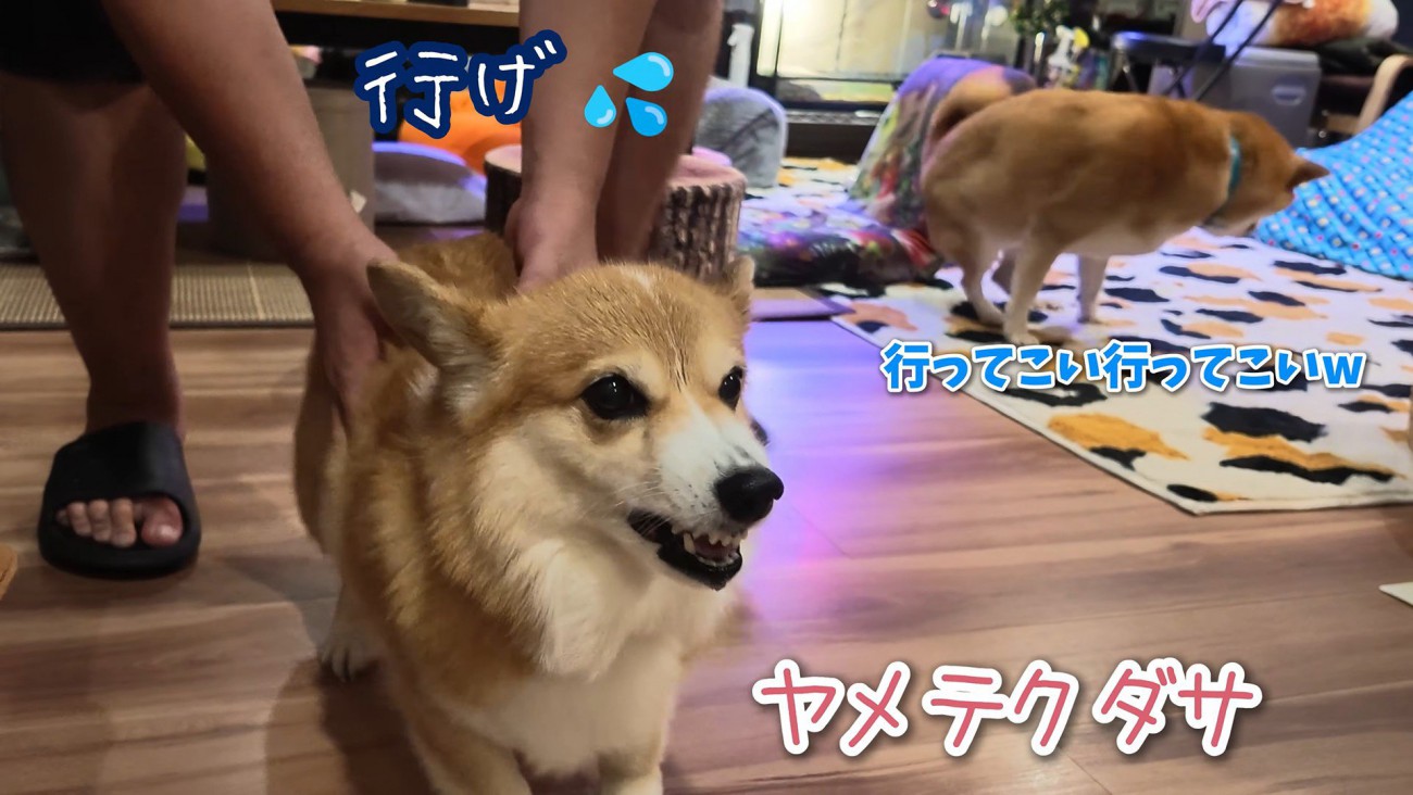 お風呂場への移動を促したら、再び抵抗！