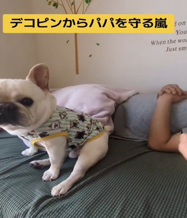 ベッドに座る犬