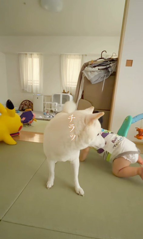 おまめちゃんと赤ちゃん5