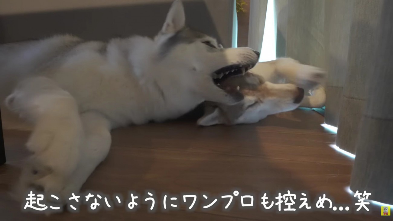 ワンプロも静かに…