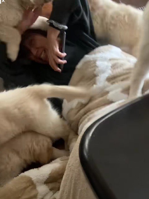 むちむちふわふわのパピーたち