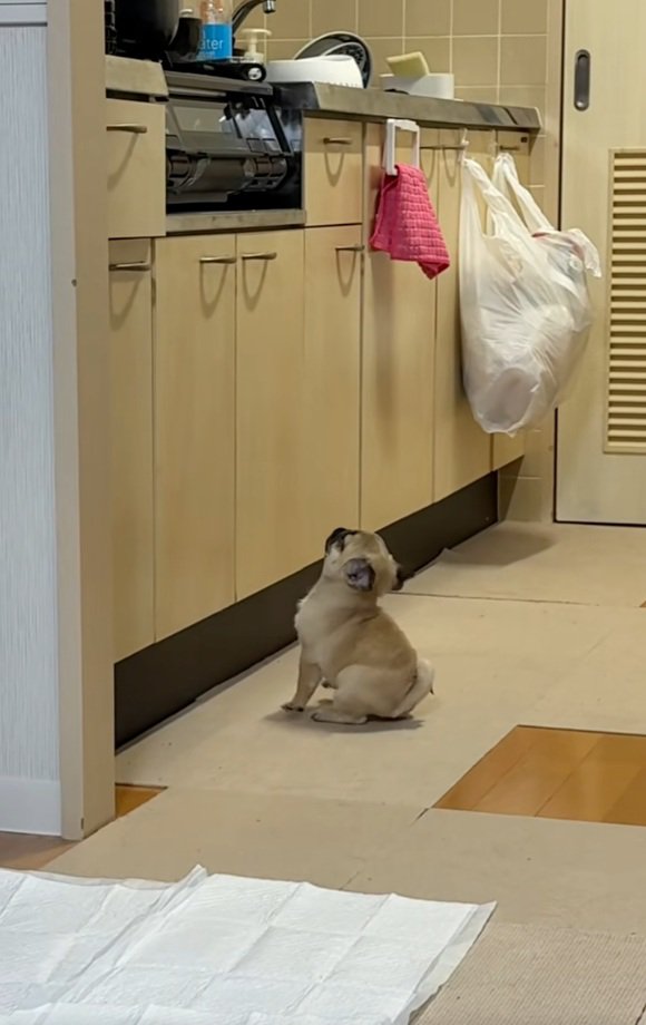 おすわりするゴンちゃん