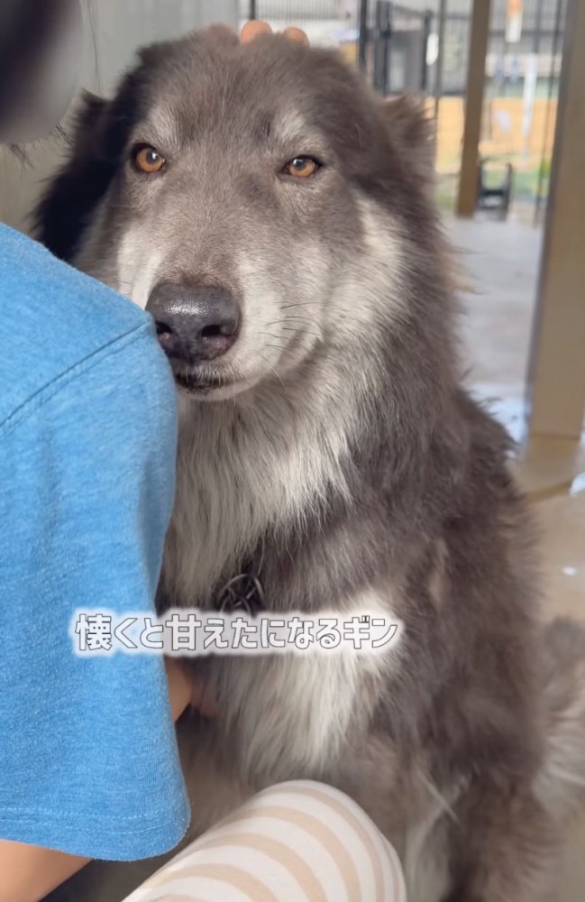 撫でられるウルフドッグ