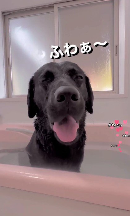 思わず大あくび