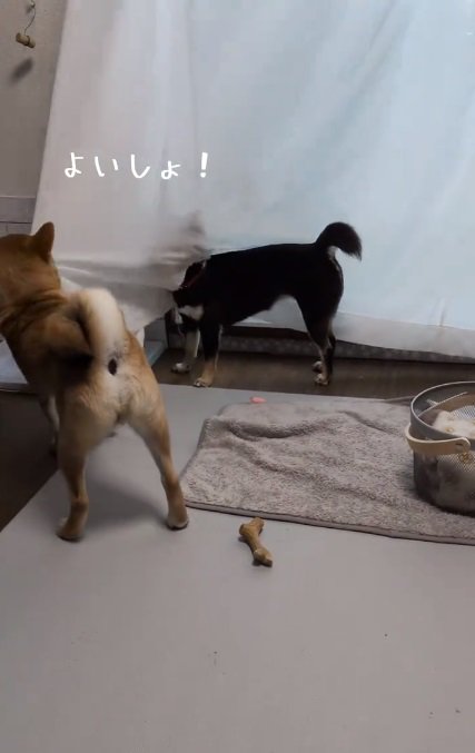カーテンを引っ張るこむぎくん2