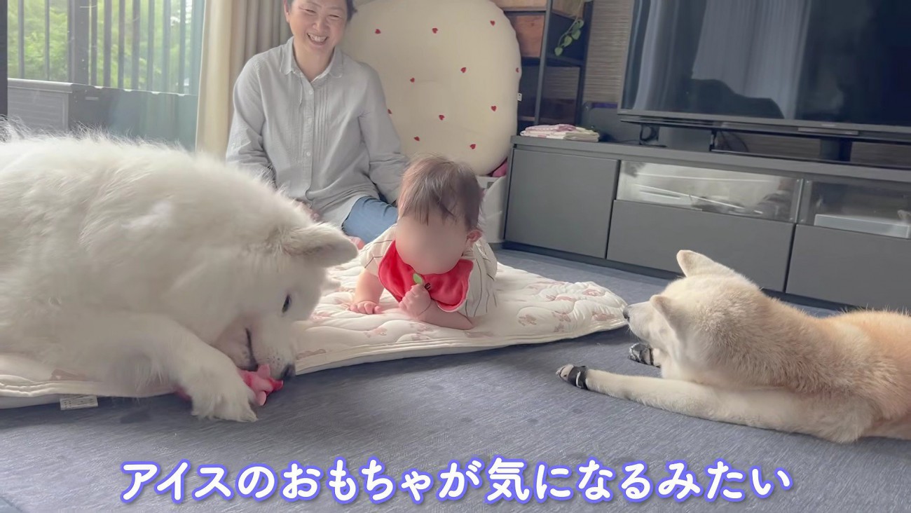 おもちゃで遊ぶアイスちゃんと赤ちゃん