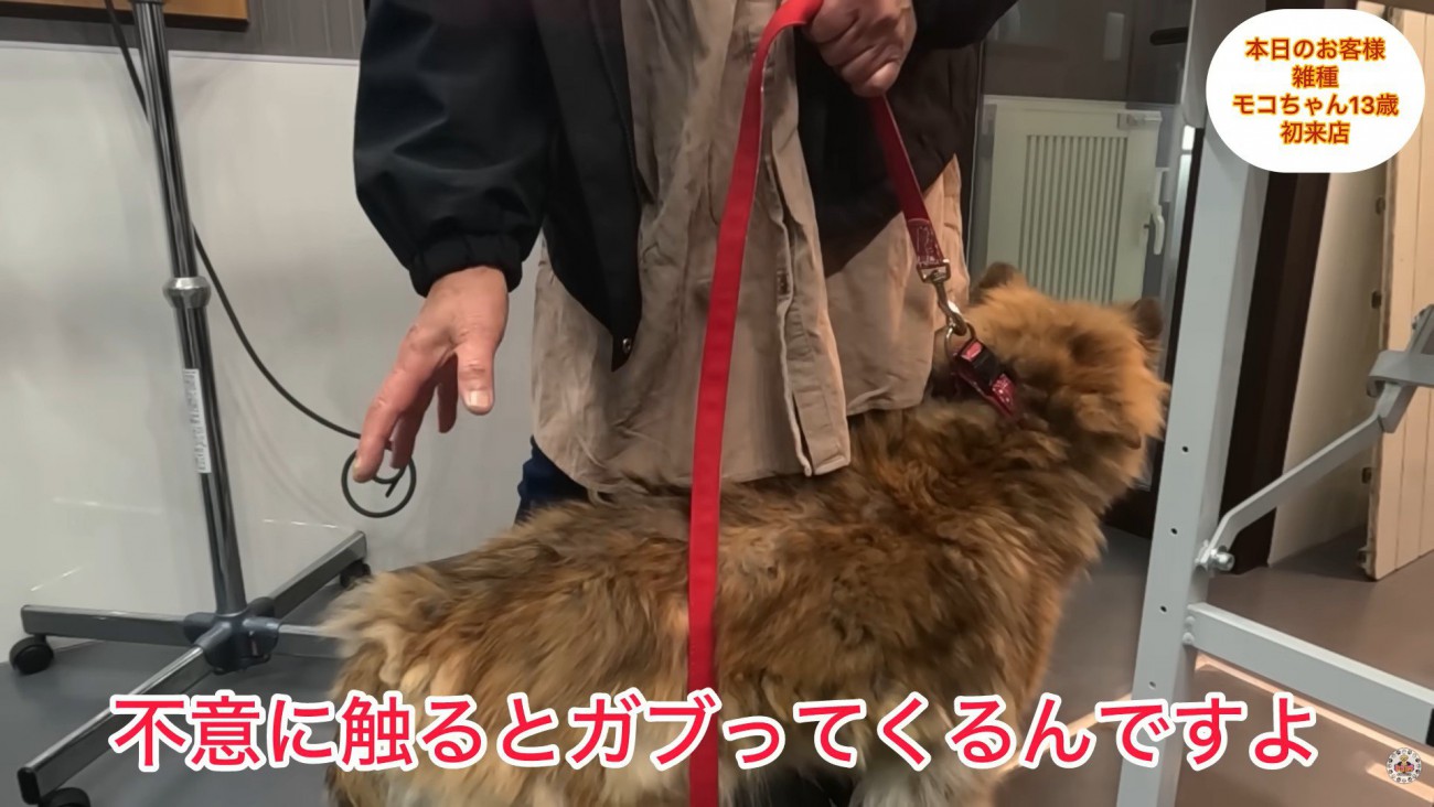 人に触られるのが苦手なモコちゃん