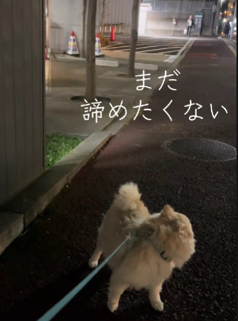 「諦めたくない…！！」