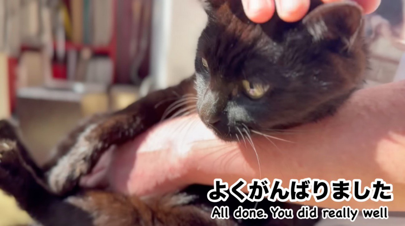 飼い主に頭を撫でられる猫