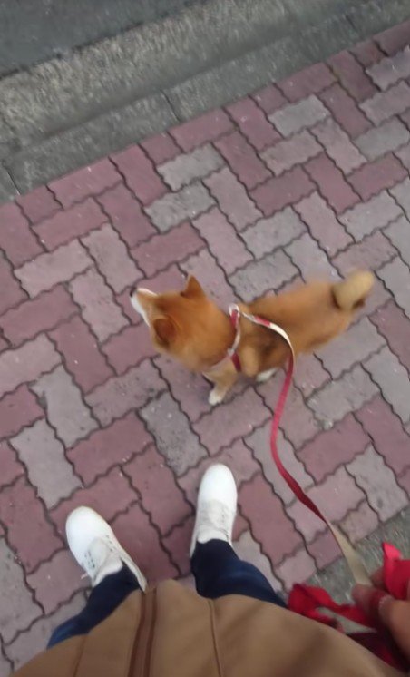 お散歩中のつぶちゃん