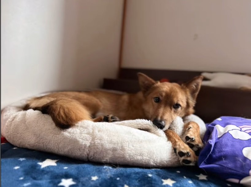 ベッドで休む犬