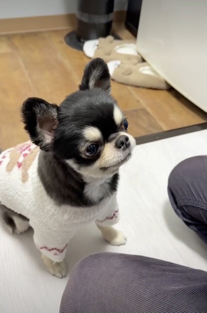 お利口さん！！