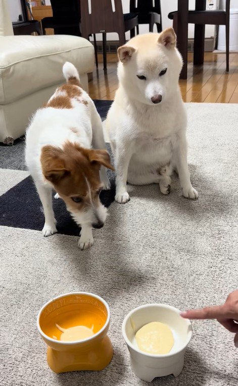 「ヨシ」と言った時の銀くんとエマちゃん6