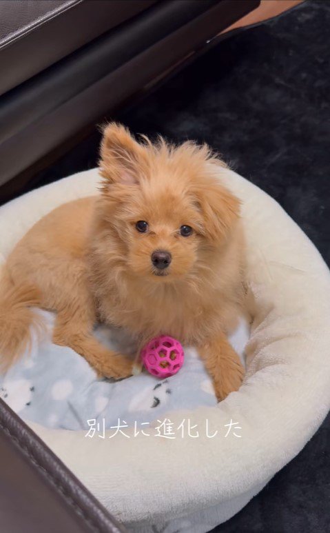 ポコくんの耳の変化5