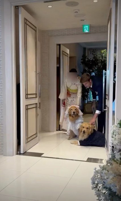 2匹の愛犬たちが登場