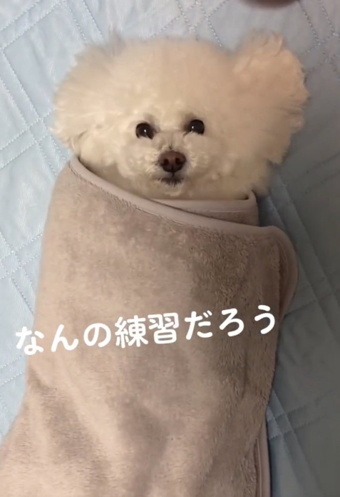 包まれる犬