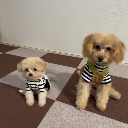 お座りも習ったよ