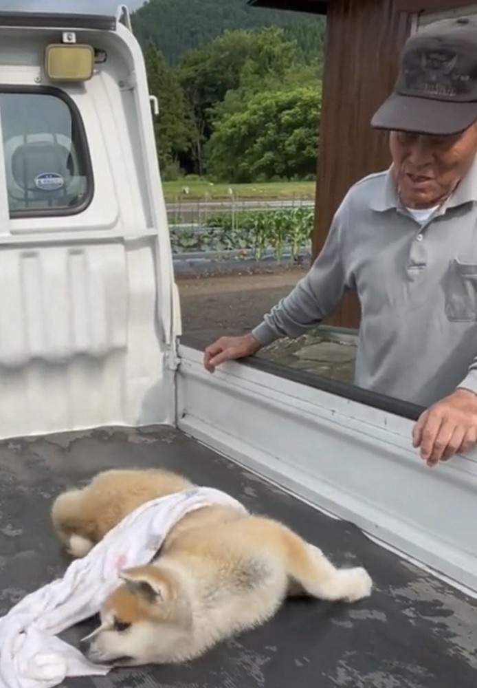 荷台を見守る人と寝そべる犬