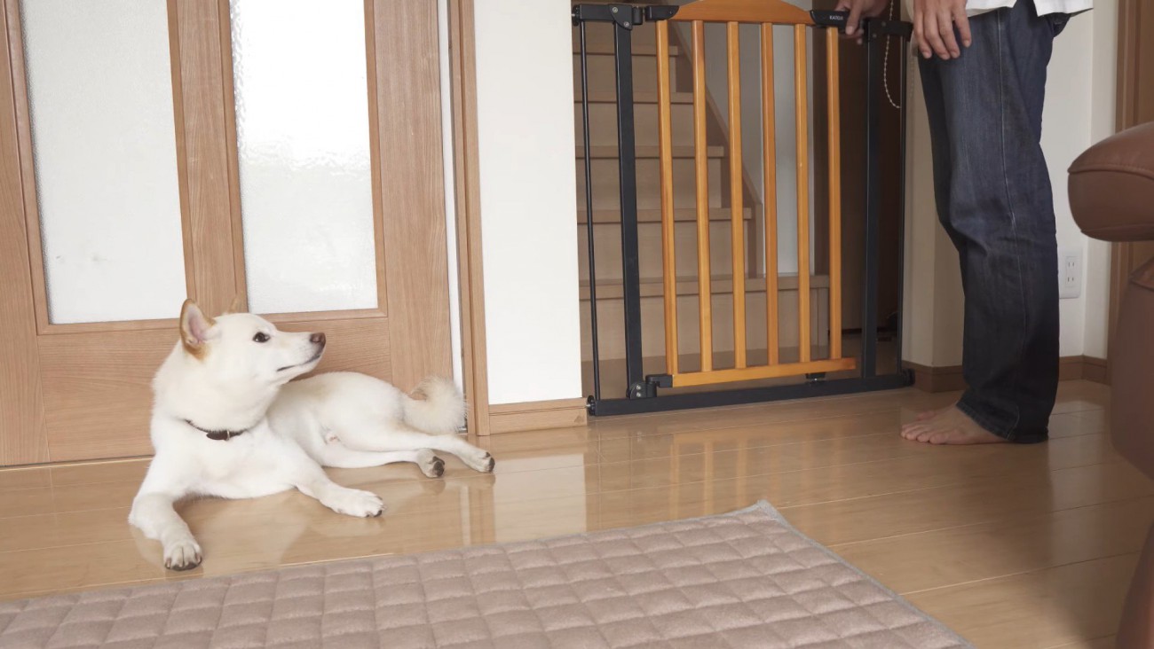 飼い主さんは2階へ