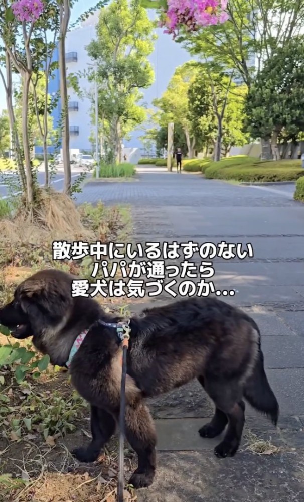 パパに気付いてくれるかな？