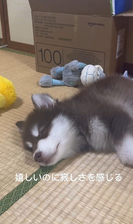 琥珀くんの成長記録6